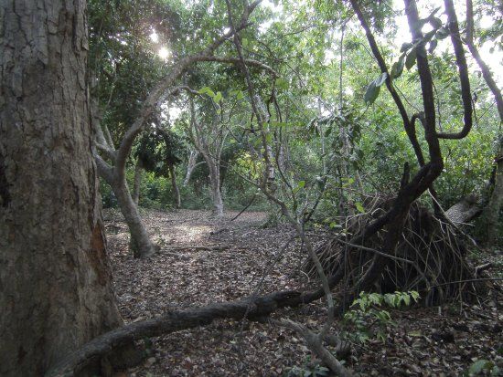 Kaya Kinondo Sacred Forest